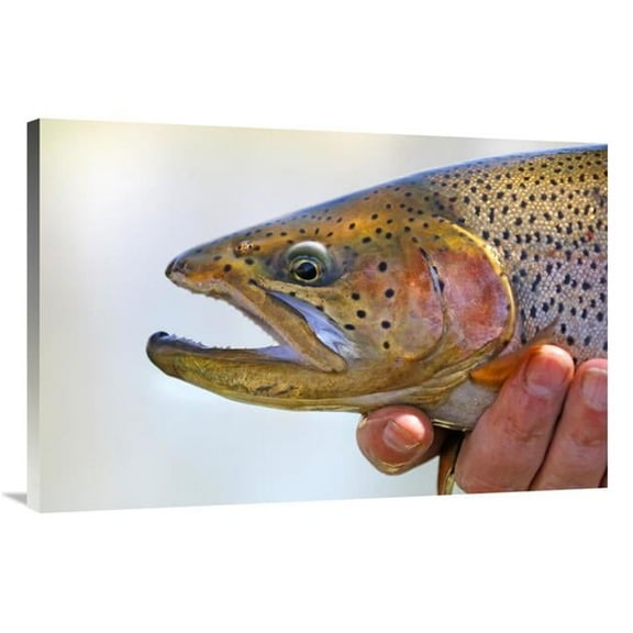 40 in. King Trout Art Print - Vic Schendel