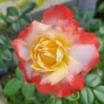 thumbnail image 3 of Heirloom Roses Roses Plants Live - Mercury Rising Hybrid Tea Rose Plant, 3 of 4