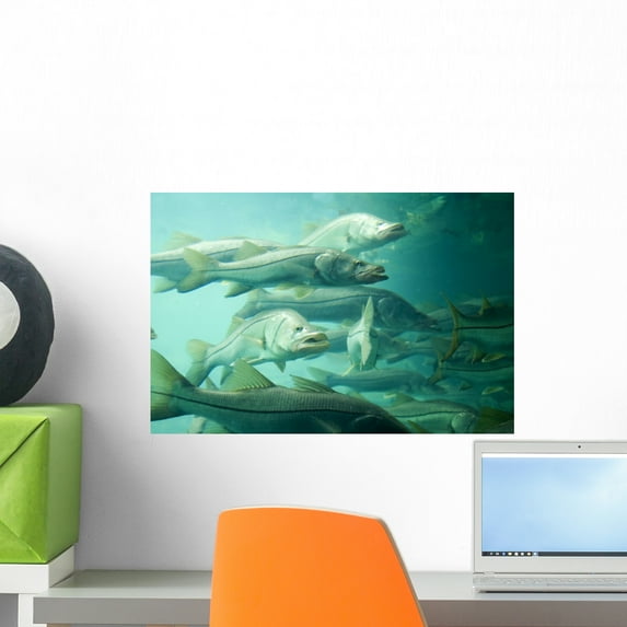 Snook Wall Mural by Wallmonkeys Peel and Stick Graphic (18 in W x 12 in H) WM65230