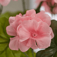 thumbnail image 4 of Fake Light Pink Geranium Bush  - For Indoor Spring and Summer Arrangements and Home Decor, 4 of 5