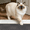 Ragdoll Cat, variant on PABUBE Outdoor Doormat,Cat Welcome Mat, Heavy Duty Durable Doormat Outdoor Entrance, Non-Slip Dirt & Mud Trapper Outdoor Mat for Front Doors