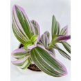 thumbnail image 7 of Bumble Plants 4 Inch Tradescantia Bubblegum Lilac Live Plant in Nursery Pot, 7 of 7