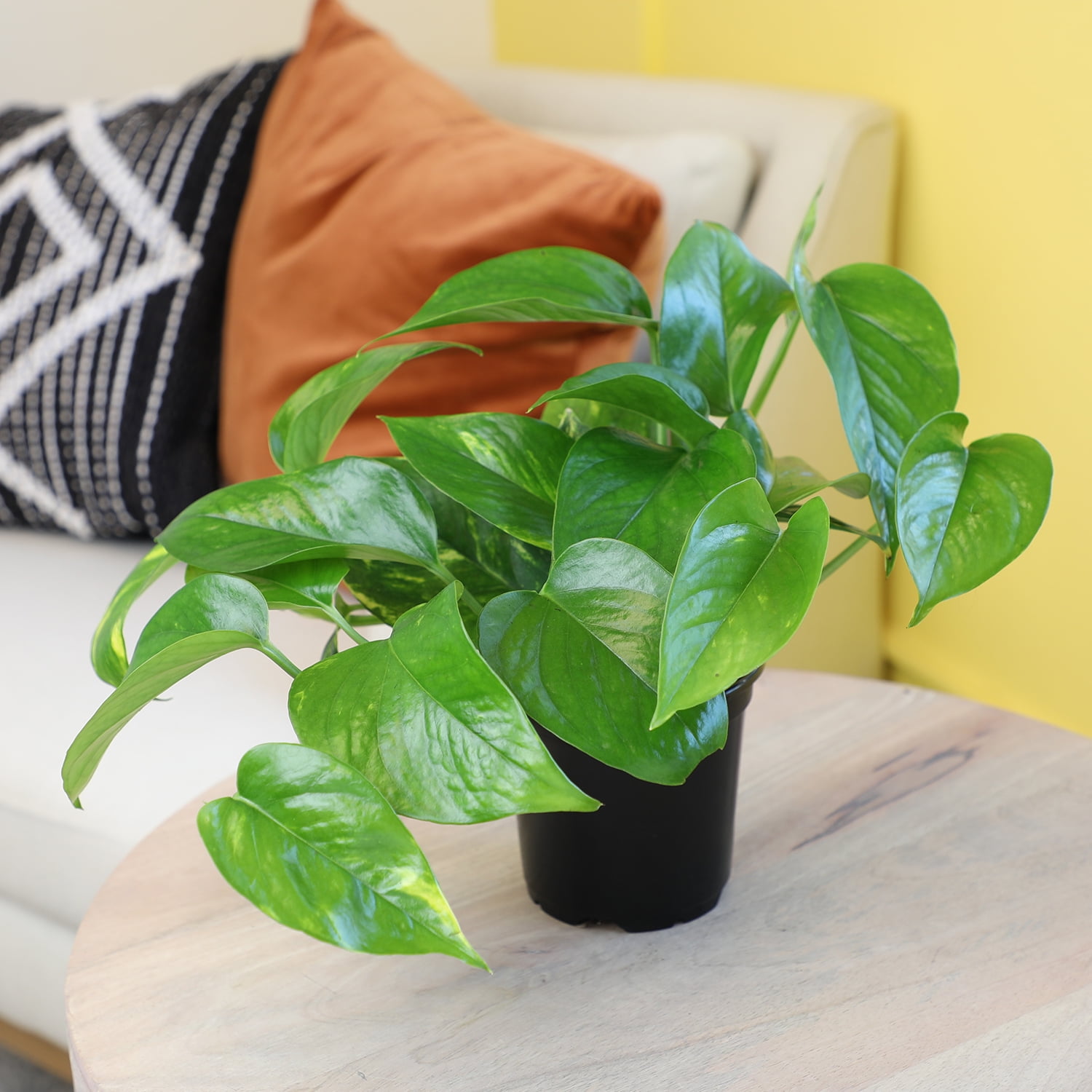 Golden Pothos Easy Care Houseplant | 4.25in Pot; Indirect Sun | Element by Altman Plants