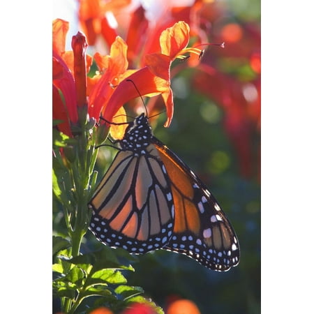 Monarch Butterfly Clings to a Red-Flowered Plant Print Wall
