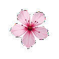 thumbnail image 4 of Fresh Cherry Blossom Stickers, Waterproof Cherry Blossom Sticker for Water Bottle Laptop Phone Cases Planner Skateboard Luggage Helmet Party Favor Decor, Ideal for Adults Teens Teacher Rewards, 4 of 9