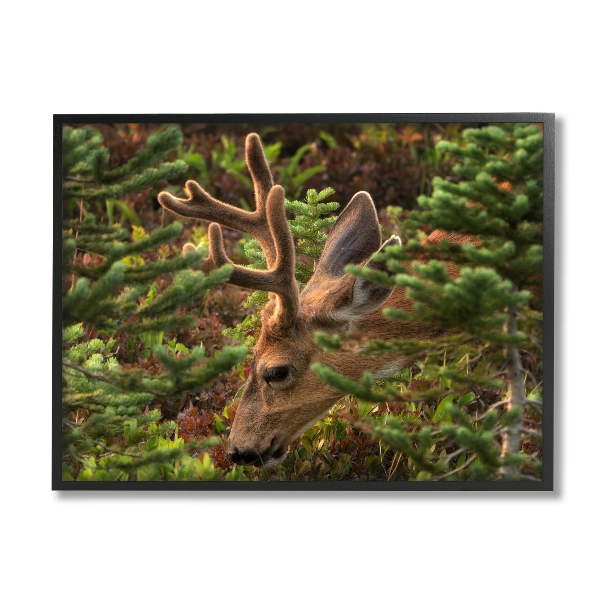 Stupell Industries Deer Forest Nature Vegetation Animals & Insects Photography White Framed Art Print Wall Art