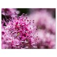 thumbnail image 2 of Bright Pink Little Flowers - Large Flower Canvas Wall Art, 2 of 3