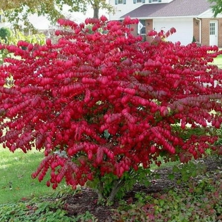 2 Dwarf Burning Bush Bare Root Plant Live, 8-14 Inch, Dormant Tree, Hardy Shrub for Outdoor Landscape, 4 Inches Pot