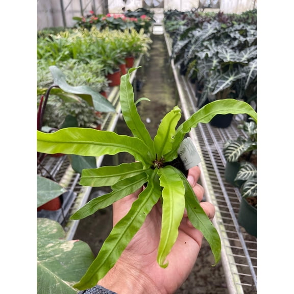 Hurrican Bird's Nest Twisted Fern - Live Air-Purifying Indoor Plant in Nursery Pot – Easy Care, Low Maintenance Houseplant for Home & Office Decor, Natural Air Cleaner, Best for Beginners (2"Pot