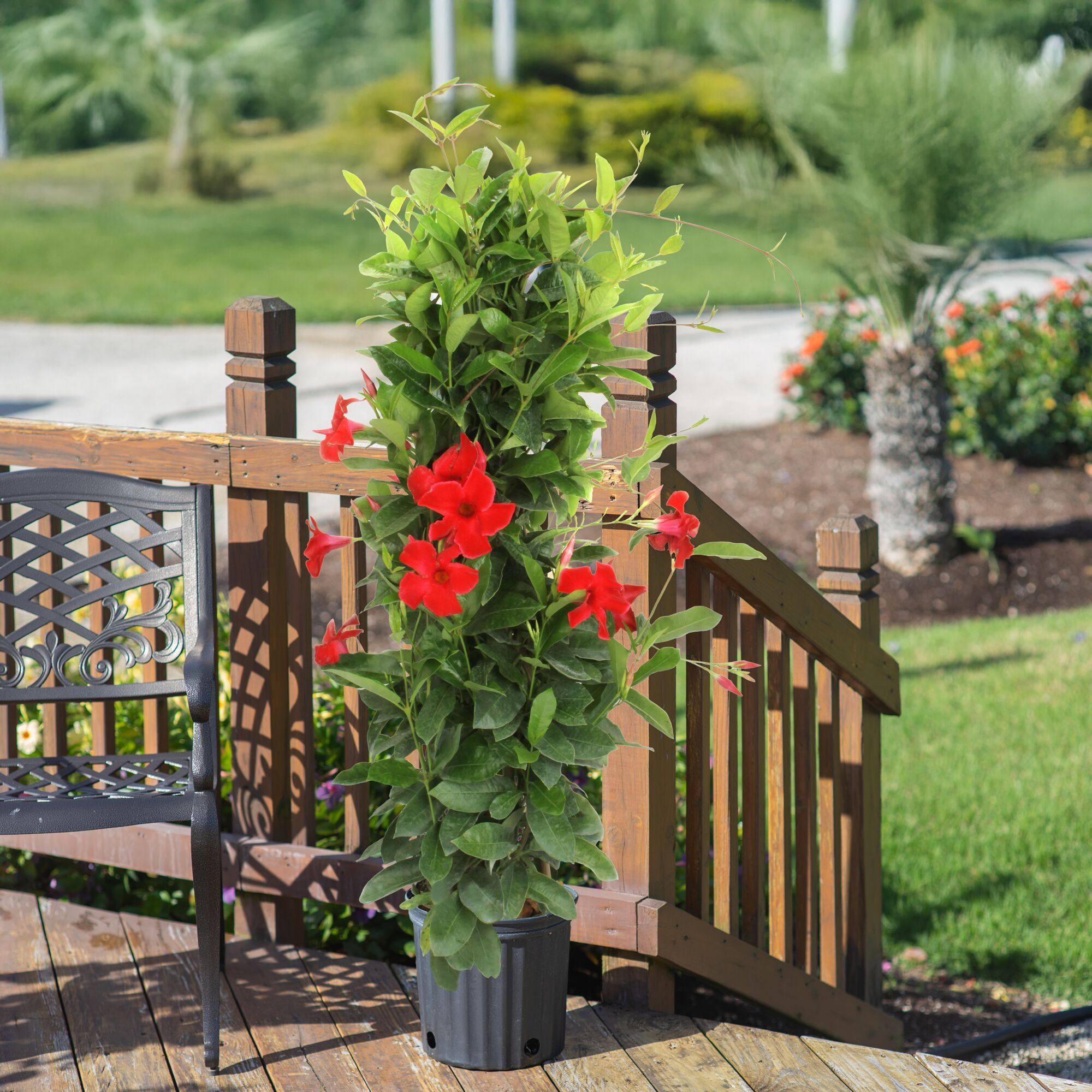 Island Blooms Mandevilla 48