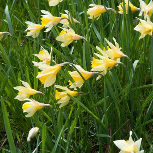 Van Zyverden Wild Daffodils English Wild Daffodils & Lent Lily Set of 12 Bulbs Yellow Part Sun