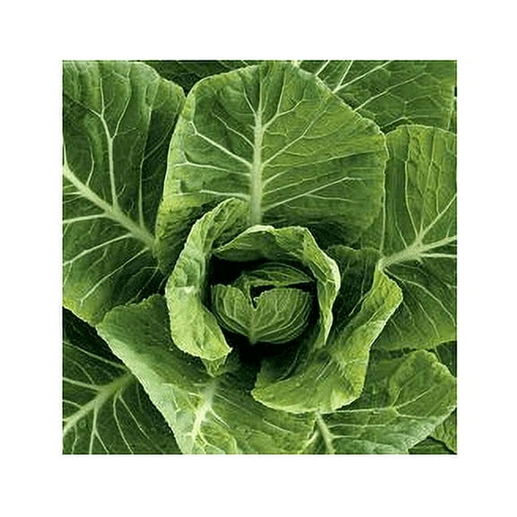 Collards Vates Great Heirloom Vegetable By Seed Kingdom BULK 1/4 Lb Seeds