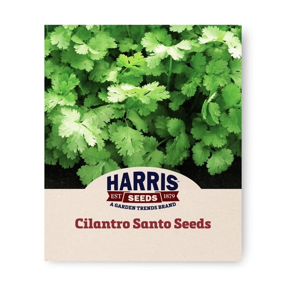Harris Seeds Cilantro Santo Organic Variety, Slow-Bolting, Non-GMO, 50 Count