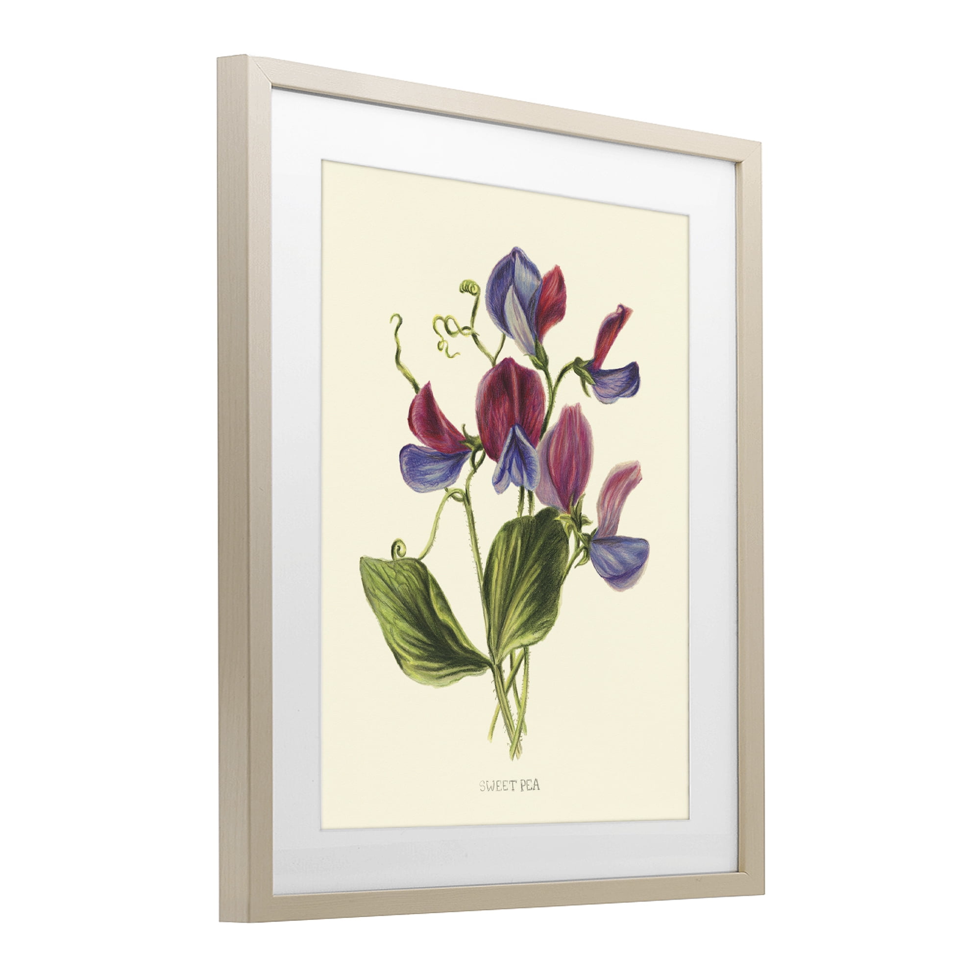 Stupell Industries Vintage Sweet Pea Blossoms Birch Framed Print Under Glass, design by Connie Resch