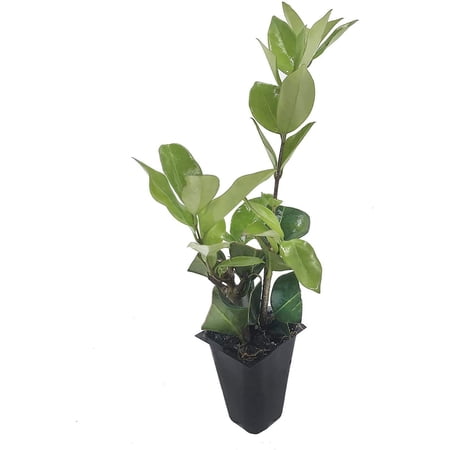 Ligustrum Waxleaf Privet - 30 Live Plants - Evergreen Privacy Hedge Shrub