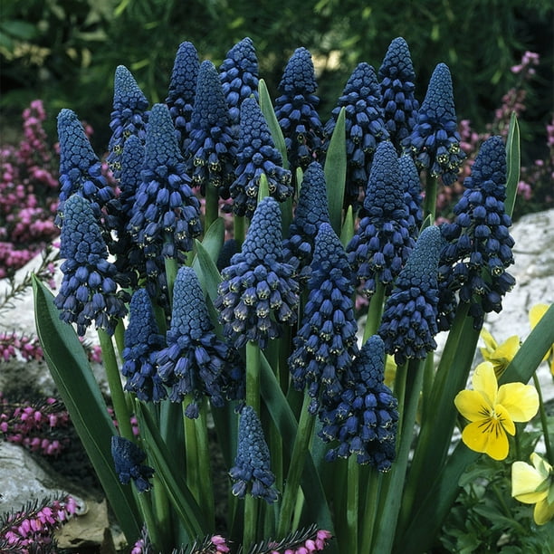 Van Zyverden Grape Hyacinths Giant Cobalt Blue Set of 25 Bulbs Blue