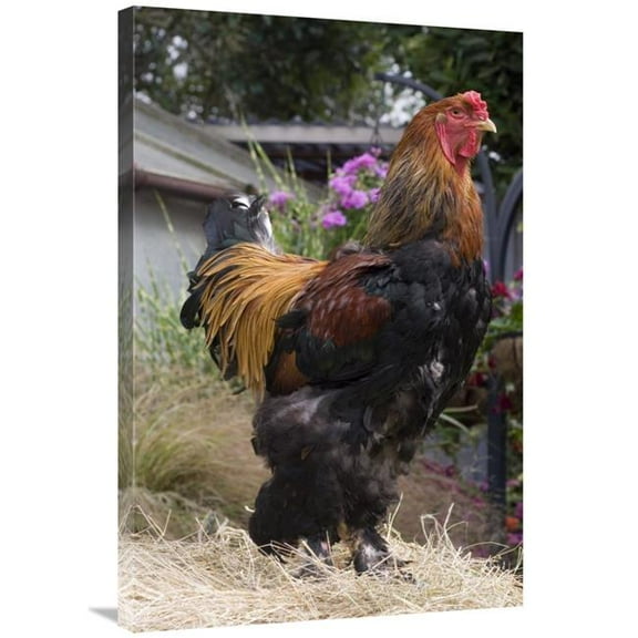 24 x 36 in. Domestic Chicken, Gold Brahma Cock Art Print - Angela Hampton
