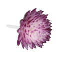 thumbnail image 3 of Uxcell Mini Artificial Succulents Unpotted Faux Succulent Picks Fake Succulent Plants Purple 2 Pack, 3 of 5