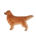 thumbnail image 4 of Figuras de Animal Golden Retriever para Recursos Educativos Sunnimix Juguetes de figuras de animales, 4 of 7