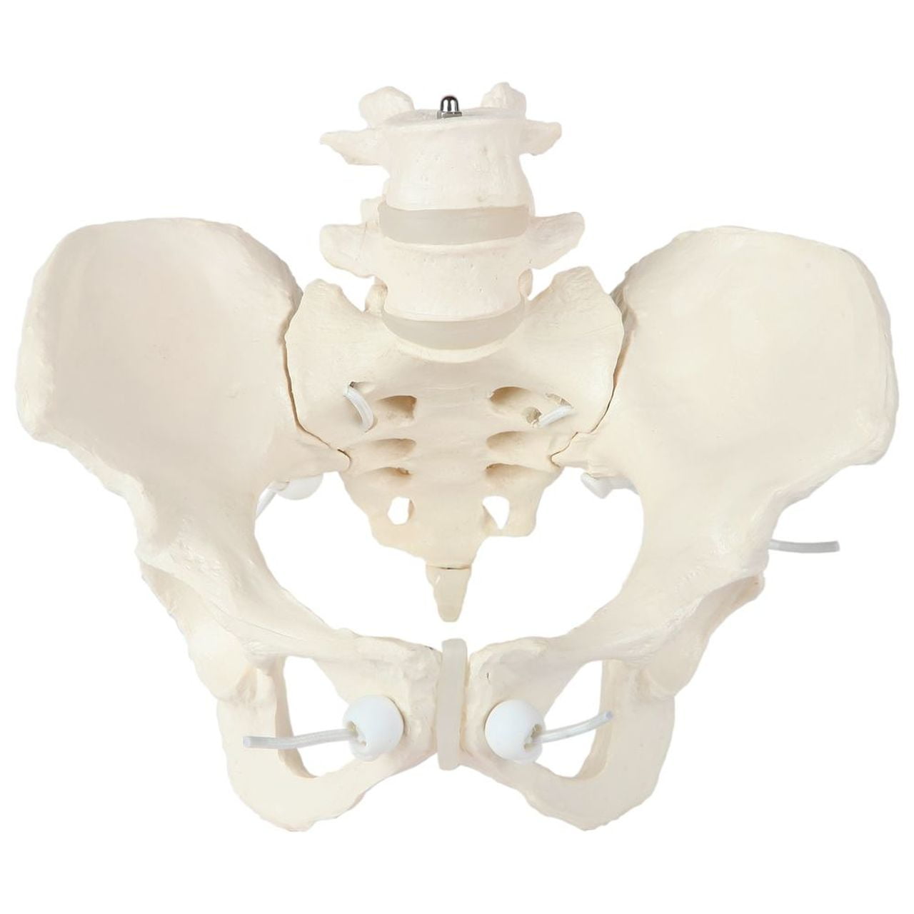 Axis Scientific Flexible Female Pelvis Anatomy Model With L4 And L5 