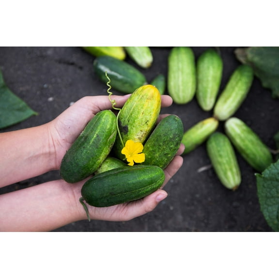 150 Seeds BOSTON PICKLING CUCUMBER Heirloom Cucumis Sativus Fruit Vegetable Seeds