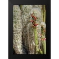 thumbnail image 2 of Johnson, George 11x14 Black Modern Framed Museum Art Print Titled - Cactus Flowers IV, 2 of 5