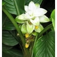 thumbnail image 2 of Yellow Turmeric Root Plant - Curcuma longa - 4" Pot, 2 of 3