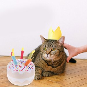 PAMINGONO 2Pcs Cat Birthday Toys Cat Chew Toys Pet Squeaky Toys Cat Interactive Toys Cat Teething Toys