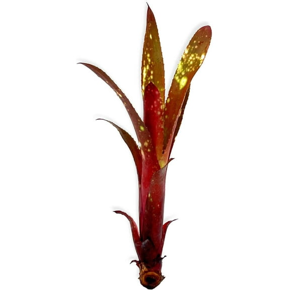 ragnaroc Live Plants – Bromeliad Billbergia Hallelujah Bare Root, Giant 8-12" - 1ct - Live Arrival Guaranteed - House Plants for Home Decor & Gift