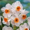 thumbnail image 1 of TASC Narcissus Flower Bulbs-Narcissus Tazetta Geranium (10 Bulbs), 1 of 1