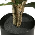 thumbnail image 4 of 5 Ft. Potted Ficus Tree, 4 of 6