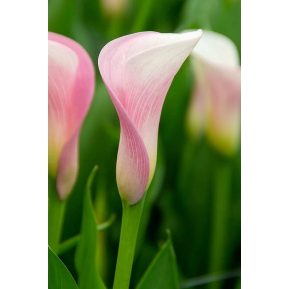 Strawberry Blush Calla Lily Bulb - 1 Bulb - 16/18 cm - Blushing Pink Blooms