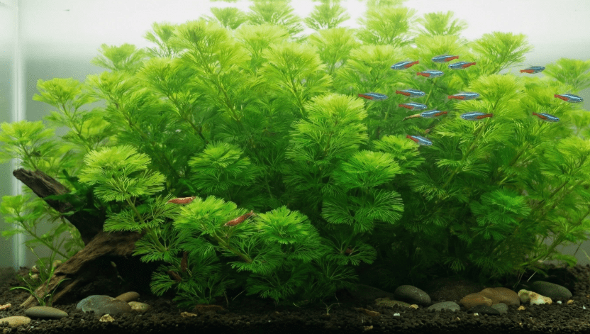 Live Green Cabomba Aquarium Plant – Freshwater Aquatic Stem Plant for Fish Tanks & Aquascaping