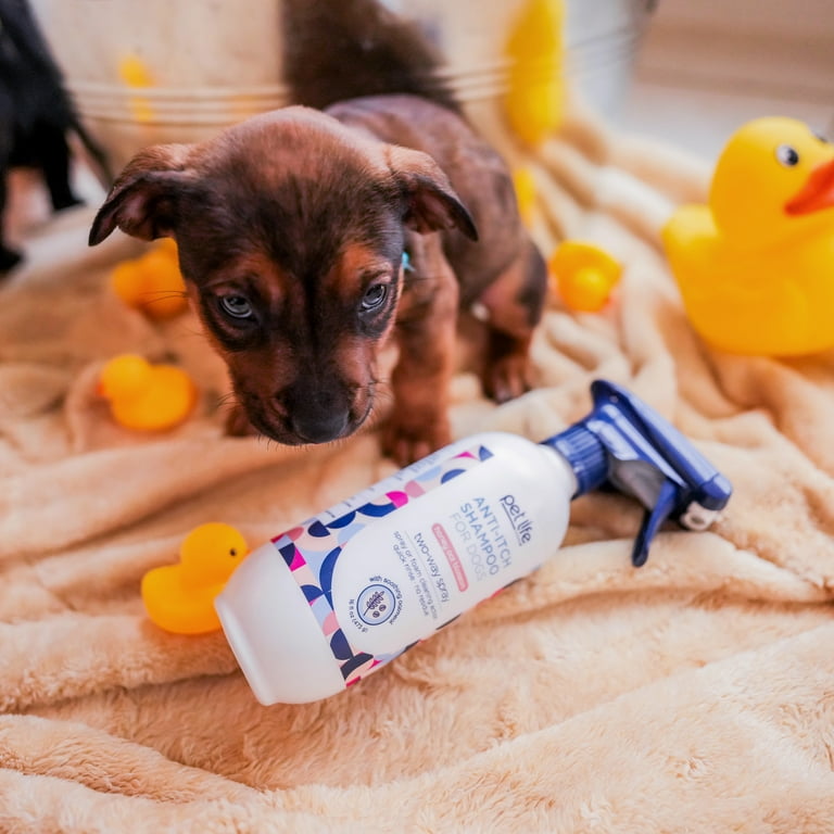 Oatmeal lotion hotsell for dogs