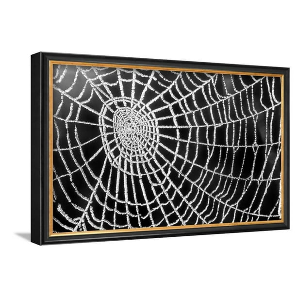 Spider Web Sparkle Framed Art Print Wall Art By Erichan 16x10 5 Walmart Com Walmart Com