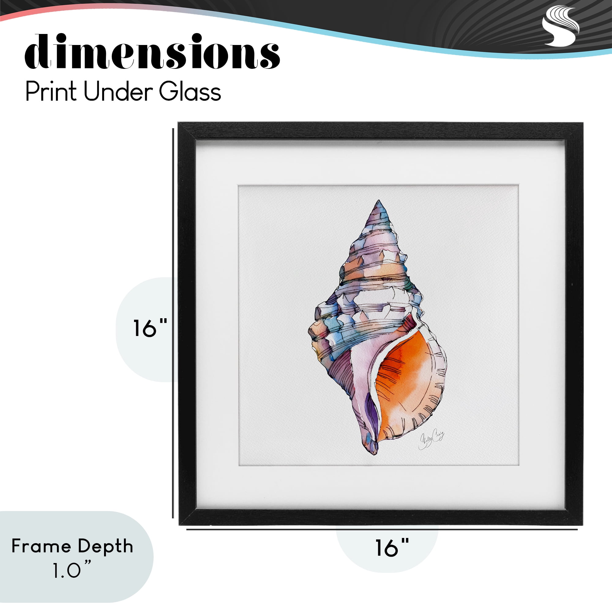 Stupell Industries Sunrise Conch Shell Black Framed Print Under Glass, design by Shelly Craig