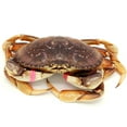 thumbnail image 6 of AirFly Crab, Lobster Claw Rubber Bands & Binder, Protect Lobsters & Crabs, Cook Safe FDA-Compliant Silicone, 100 pcs (Assorted Color), 6 of 8