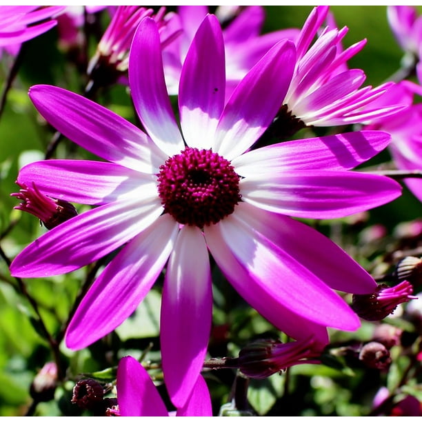 Polygala Bloom Blossom Flowers Finial-12 Inch By 18 Inch ...