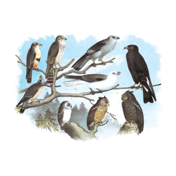 Buy Enlarge 0-587-03813-6P12x18 Femerol and Richardsons Falcons Isabella Hawk Acadian Owl- Paper Size P12x18
