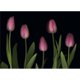 Affiche Tulipes Roses Imprimée par Deddeda&44; 17 x 12 – image 1 sur 1