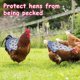 thumbnail image 3 of Ganfancp 2022 Silla de Aves para Gallinas Delantal de Pollo con Correa Elástica Chaqueta de Pollo con Correa Protector de Aves Fijador de Plumas de Gallina Elegante Disfraz para Espectáculos Ajuste L, 3 of 5