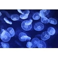 thumbnail image 2 of Jellyfish Swarm Wall Mural by Wallmonkeys Peel and Stick Graphic (18 in W x 12 in H) WM355249, 2 of 4