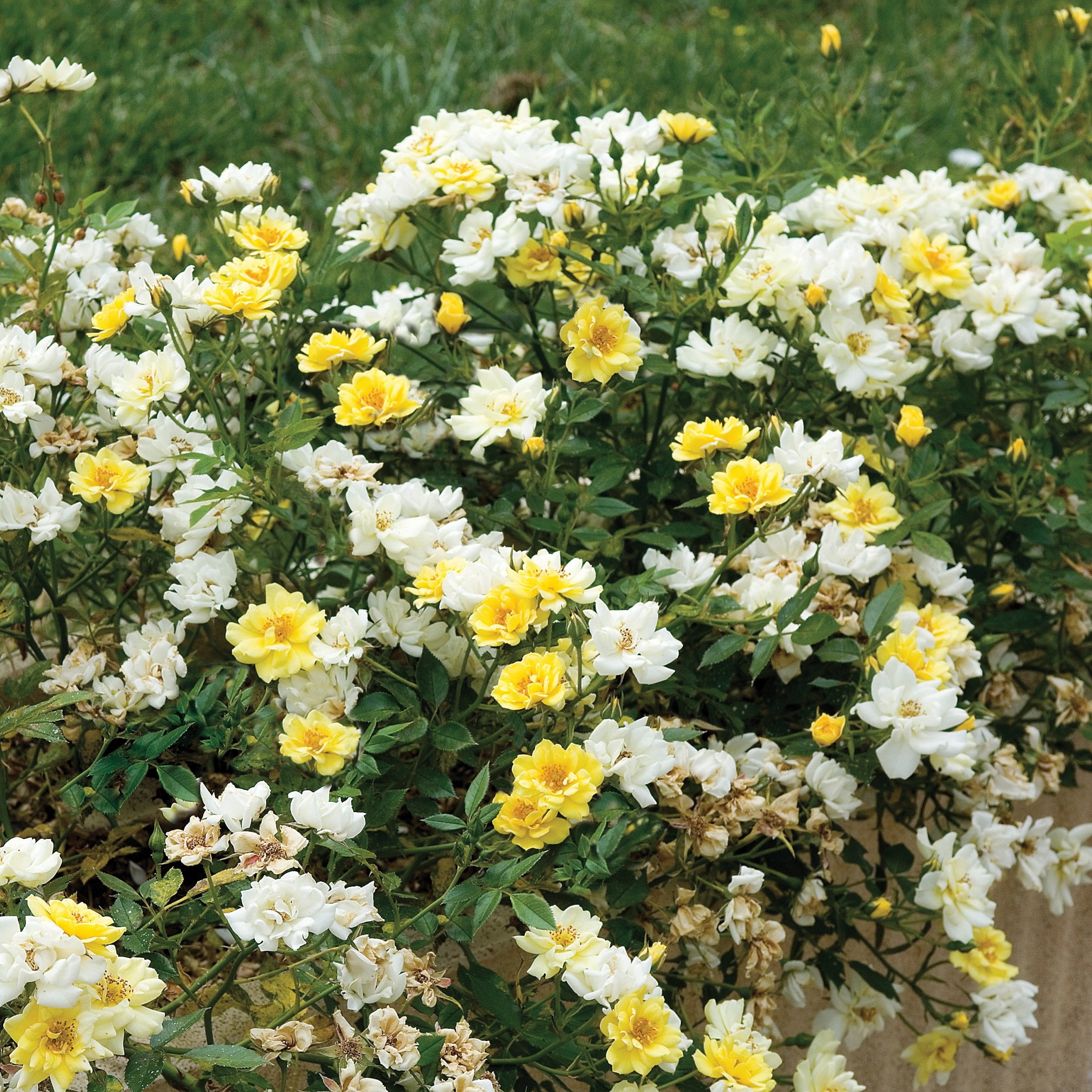 National Plant Network 3 gal. Drift Rose Lemon