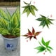 thumbnail image 3 of 1 manojo de plantas de imitación de hojas de magnolia artificial 4, 3 of 6