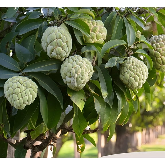 Sugar Apple Tree Seeds for Planting (5 Seeds) - Great for Bonsai - Tropical Fruit