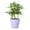 Lavender, variant on Live Schefflera Arboricola Plant - Umbrella Tree - 4" Decorative Pot Cover - Thorsen's Greenhouse