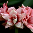 thumbnail image 2 of Easy to Grow Amaryllis Elvas 1 Plant Bulb, Double Flower Indoor Holiday or Outdoor Spring Bloom, 2 of 5