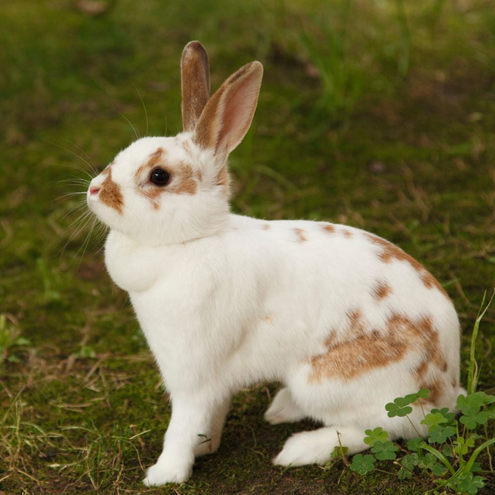 Tiny Friends Farm Russel Rabbit Tasty Mix Food & Munchers Treats Bundle | 2 lb Food & 4.2 oz Treats | MerlinsMart Zine + Chews