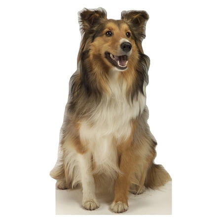 Advanced Graphics 624 Collie Dog- 36" x 24" Cardboard Standup
