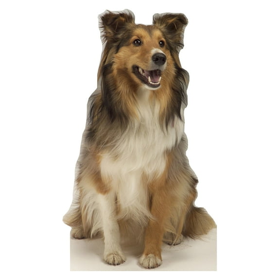 Advanced Graphics 624 Collie Dog- 36" x 24" Cardboard Standup